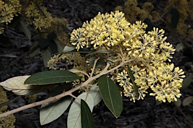 APII jpeg image of Pomaderris elliptica var. elliptica  © contact APII