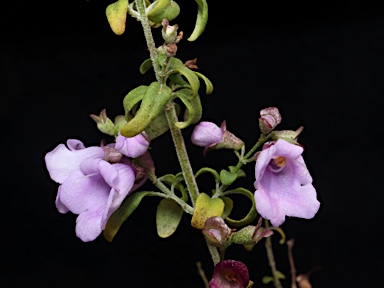 APII jpeg image of Prostanthera ovalifolia  © contact APII