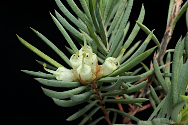 APII jpeg image of Darwinia briggsiae  © contact APII