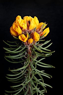 APII jpeg image of Pultenaea baeuerlenii  © contact APII