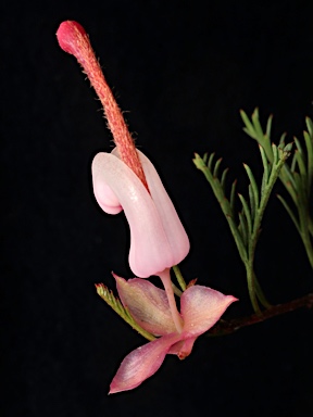 APII jpeg image of Grevillea involucrata  © contact APII