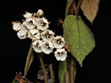 APII jpeg image of Lasiopetalum sp. Cordate-leaved (H.P.Vonow 810)  © contact APII