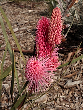 APII jpeg image of Hakea grammatophylla 'Ninbella Brilliance'  © contact APII