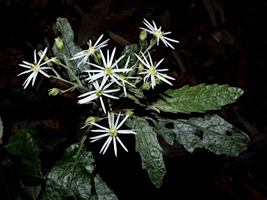 APII jpeg image of Olearia lirata  © contact APII