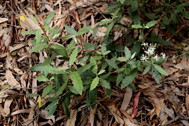 APII jpeg image of Olearia lirata  © contact APII