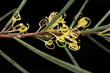 APII jpeg image of Hakea epiglottis  © contact APII