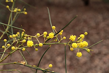 APII jpeg image of Acacia euthycarpa  © contact APII