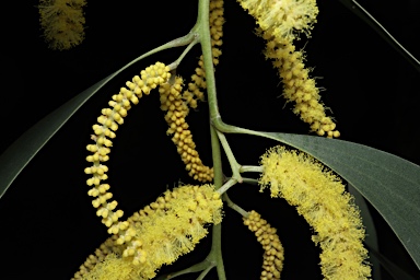 APII jpeg image of Acacia blakei subsp. diphylla  © contact APII