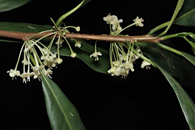 APII jpeg image of Actephila grandifolia  © contact APII