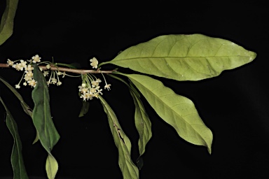 APII jpeg image of Actephila grandifolia  © contact APII