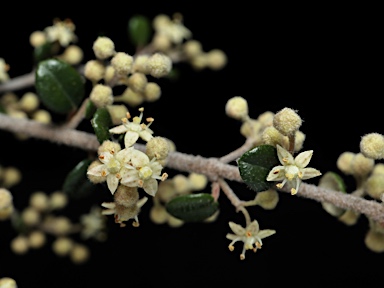 APII jpeg image of Pomaderris elachophylla  © contact APII