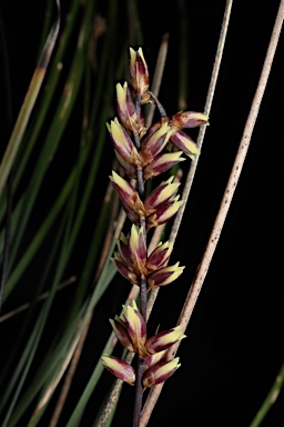 APII jpeg image of Lomandra confertifolia subsp. leptostachya  © contact APII