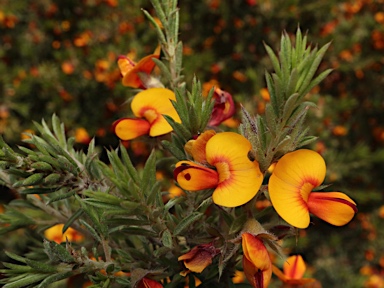 APII jpeg image of Pultenaea praetermissa MS  © contact APII