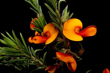 APII jpeg image of Pultenaea praetermissa MS  © contact APII