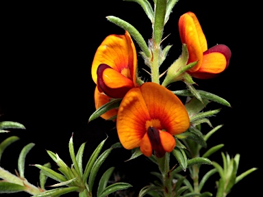 APII jpeg image of Pultenaea praetermissa MS  © contact APII