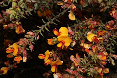 APII jpeg image of Pultenaea spinosa  © contact APII