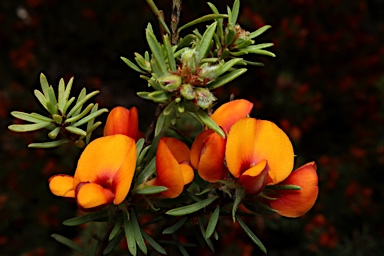 APII jpeg image of Pultenaea subspicata  © contact APII