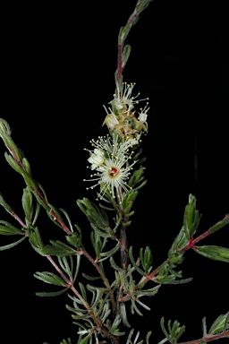 APII jpeg image of Kunzea sp.  © contact APII