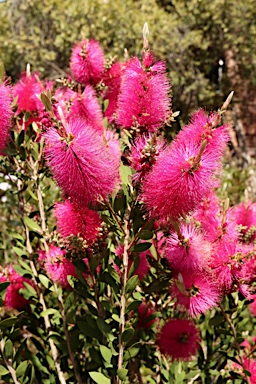 APII jpeg image of Callistemon pallidus 'Hot Pink'  © contact APII