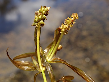 APII jpeg image of Potamogeton ochreatus  © contact APII