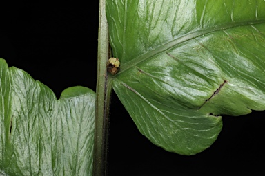 APII jpeg image of Callipteris prolifera  © contact APII