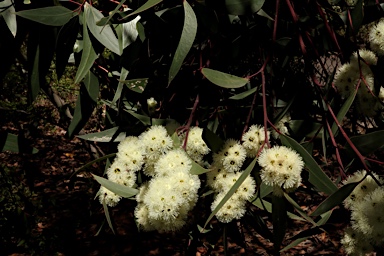 APII jpeg image of Eucalyptus burgessiana  © contact APII