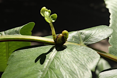 APII jpeg image of Callipteris prolifera  © contact APII