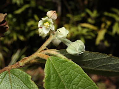 APII jpeg image of Seringia arborescens  © contact APII