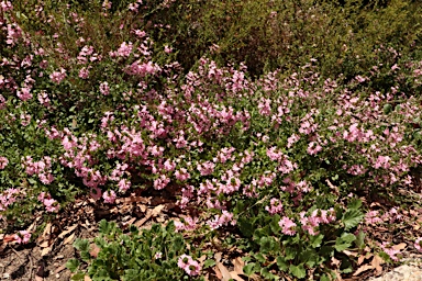 APII jpeg image of Scaevola humilis 'Sitting Pretty'  © contact APII