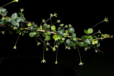 APII jpeg image of Phyllanthus microcladus subsp. microcladus  © contact APII