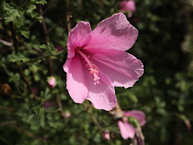 APII jpeg image of Hibiscus pedunculatus  © contact APII