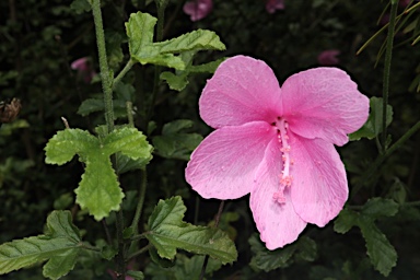 APII jpeg image of Hibiscus pedunculatus  © contact APII