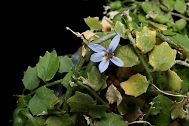 APII jpeg image of Lobelia sp. Nerriga  © contact APII