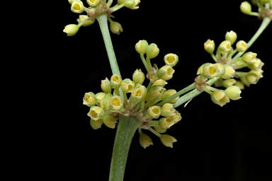 APII jpeg image of Lomandra decomposita  © contact APII