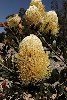 APII jpeg image of Banksia sceptrum  © contact APII