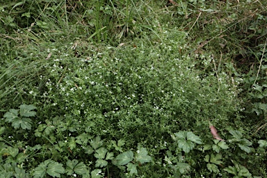 APII jpeg image of Galium palustre  © contact APII