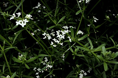 APII jpeg image of Galium palustre  © contact APII