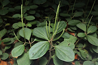 APII jpeg image of Peperomia blanda var. floribunda  © contact APII