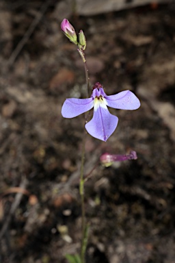 APII jpeg image of Lobelia andrewsii  © contact APII