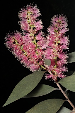 APII jpeg image of Melaleuca viridiflora  © contact APII