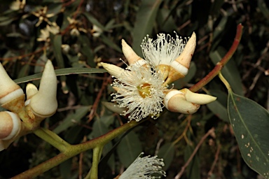 APII jpeg image of Eucalyptus tereticornis subsp. tereticornis  © contact APII
