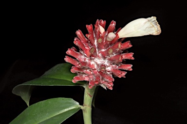 APII jpeg image of Cheilocostus potierae  © contact APII