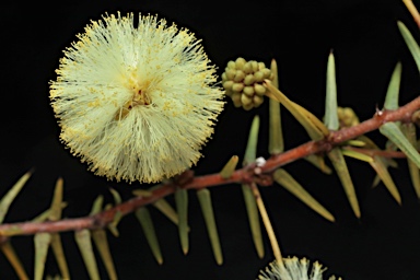 APII jpeg image of Acacia ulicifolia  © contact APII