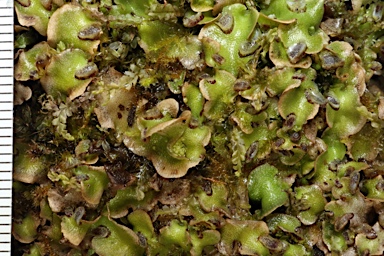 APII jpeg image of Lunularia cruciata  © contact APII