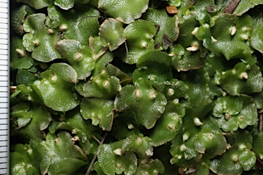 APII jpeg image of Lunularia cruciata  © contact APII