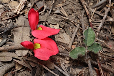 APII jpeg image of Kennedia prostrata  © contact APII