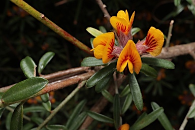 APII jpeg image of Pultenaea linophylla  © contact APII