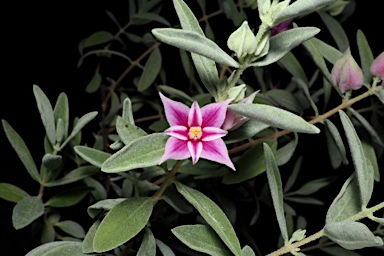 APII jpeg image of Boronia grandisepala subsp. grandisepala  © contact APII