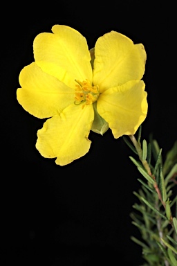 APII jpeg image of Hibbertia fruticosa subsp. fruticosa  © contact APII