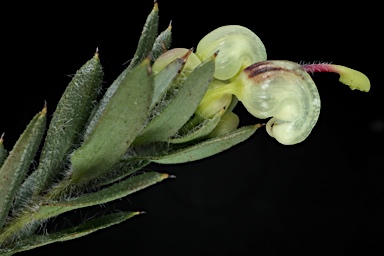 APII jpeg image of Grevillea jephcottii  © contact APII